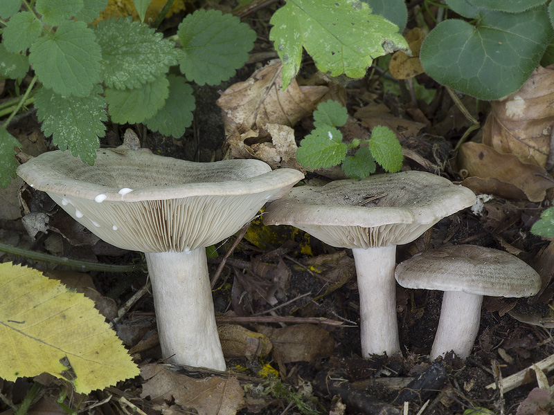 Lactarius circellatus